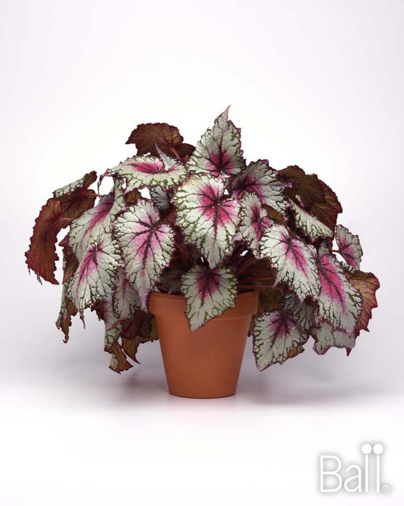 Begonia Rex Jurassic Pink Splash Boychuk Greenhouses
