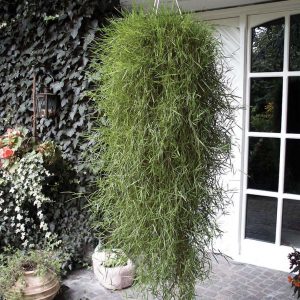 Stipa Tenuissima - Ponytail Angel Hair Grass | Boychuk Greenhouses