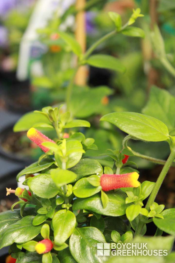Bicolor Candy Corn Vine Boychuk Greenhouses