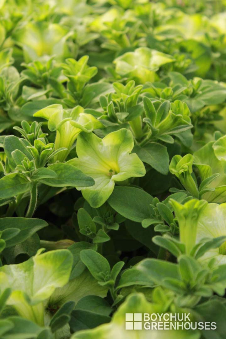 Petunia Ray Boychuk Greenhouses