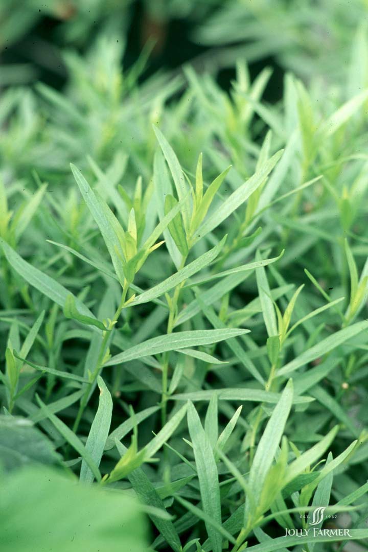 Tarragon Boychuk Greenhouses