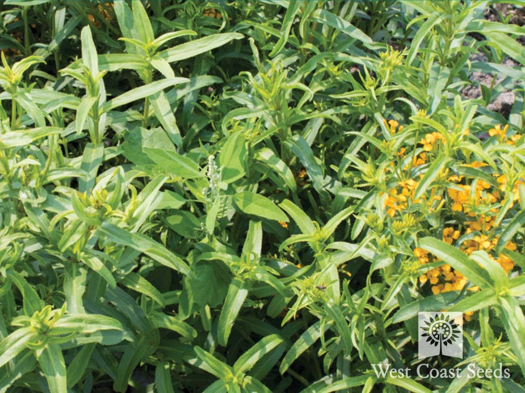 Tarragon Boychuk Greenhouses
